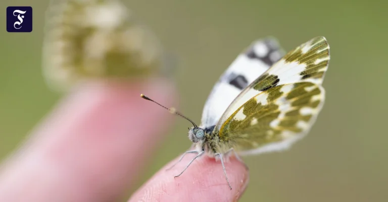 auf-dem-finger-von-alfred.webp.webp