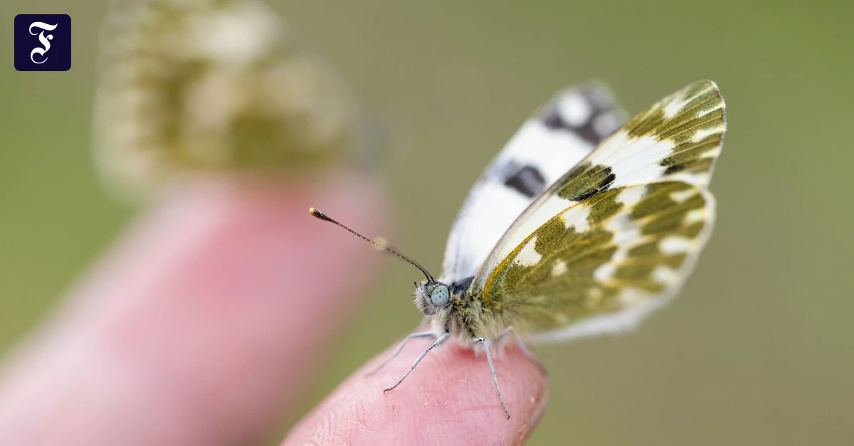 auf-dem-finger-von-alfred.webp.webp
