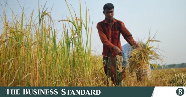 bangladesh_paddy_field_4.jpeg
