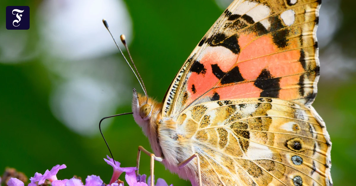 biodiversitaet-ist-eine.webp.webp