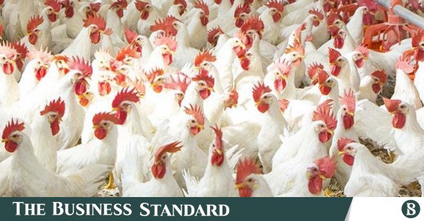 broiler-chicken-696x464.jpg