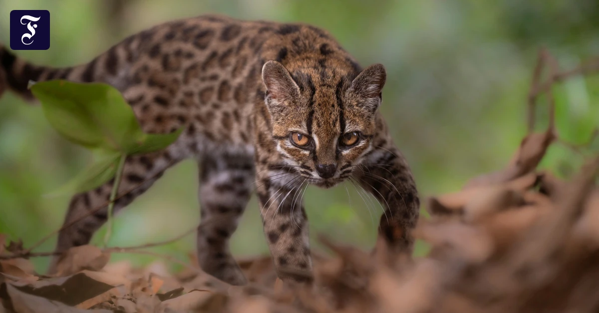 eine-leopardus-tilcayo-in.webp.webp