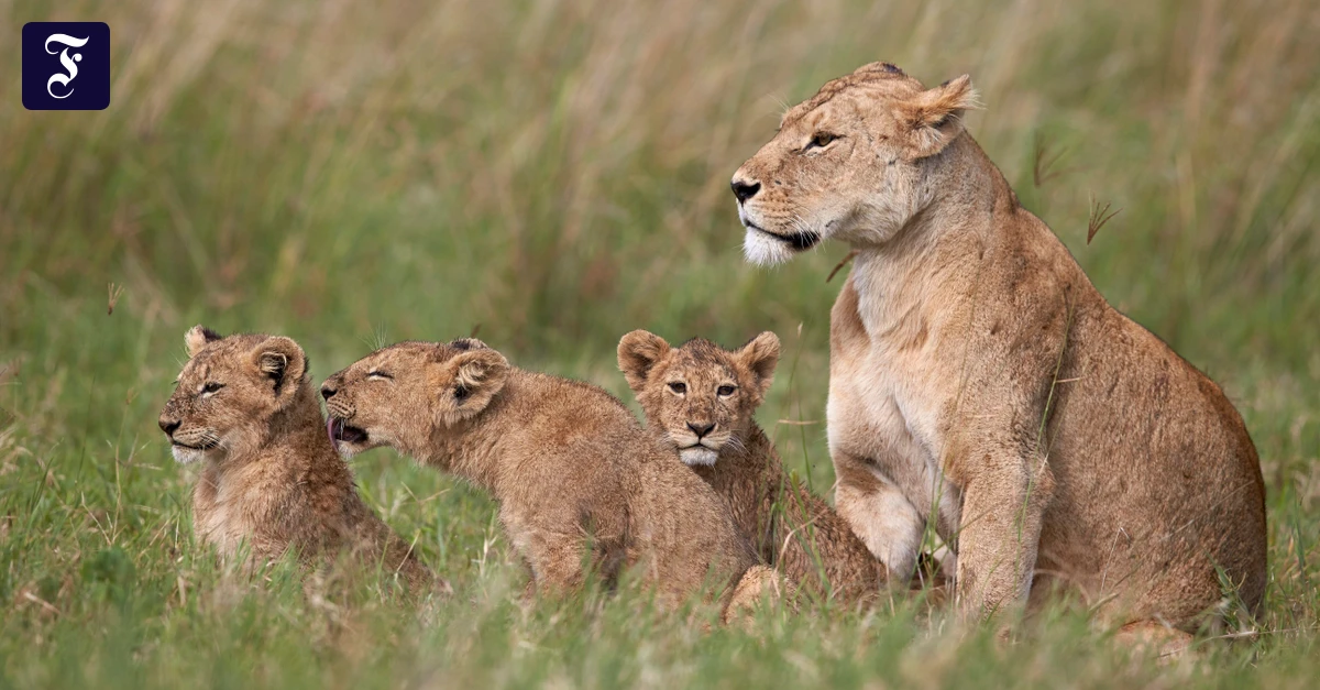im-ngorongoro.webp.webp