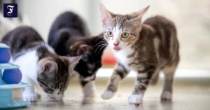 junge-katzen-im-tierheim.webp.webp