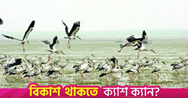 migratory_birds.jpg