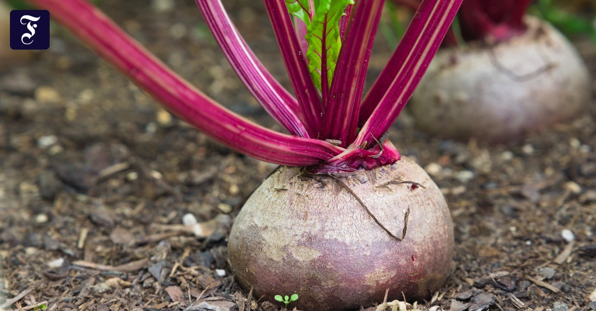 rote-bete-in-gartenerde.webp.webp