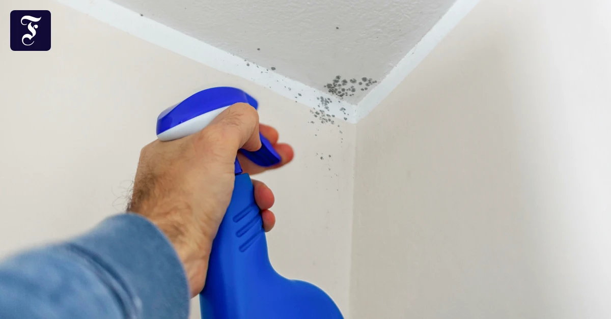 schimmelbefall-durch-eine.webp.webp