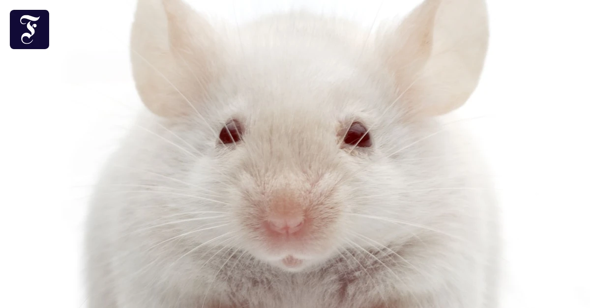 was-geht-in-der-labormaus-vor.webp.webp
