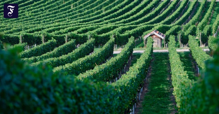 weinberg-in-baden-wuerttemberg.webp.webp
