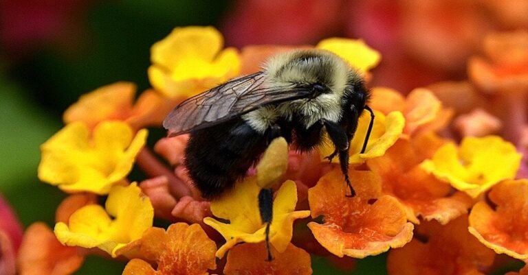 01bee-forum-facebookJumbo.jpg