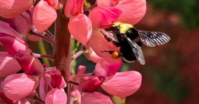 02bee-forum-facebookJumbo.jpg