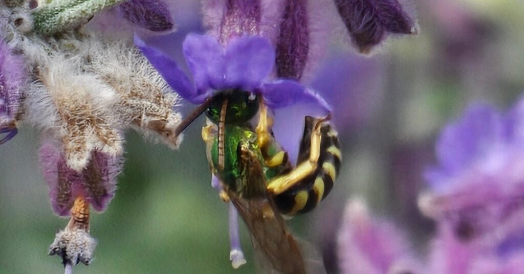 03bee-forum-facebookJumbo.jpg
