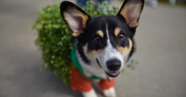 03wordplay-chia-corgi-facebookJumbo.jpg