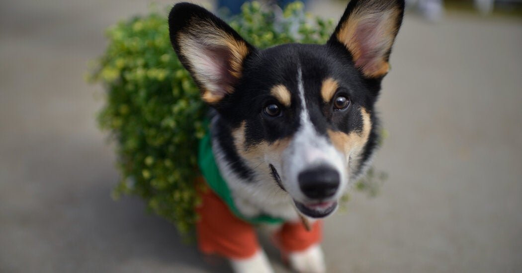 03wordplay-chia-corgi-facebookJumbo.jpg