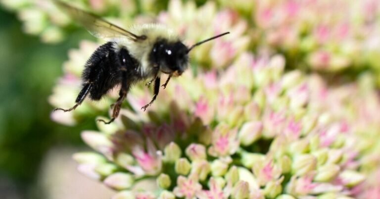 04bee-forum-facebookJumbo.jpg