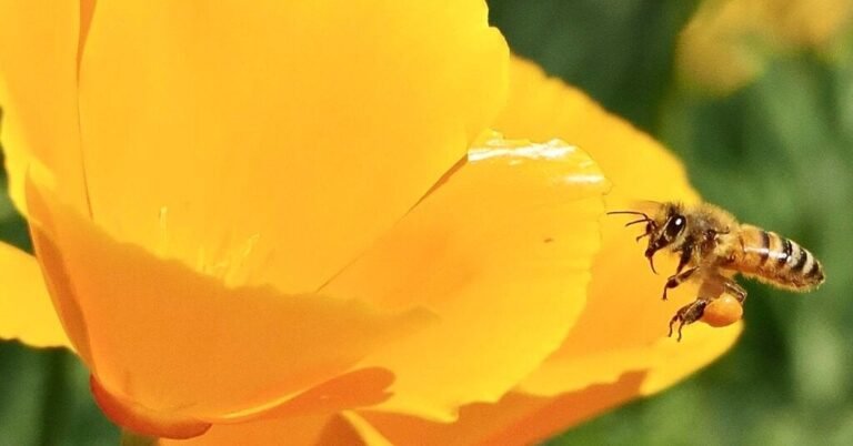 05bee-forum-facebookJumbo.jpg