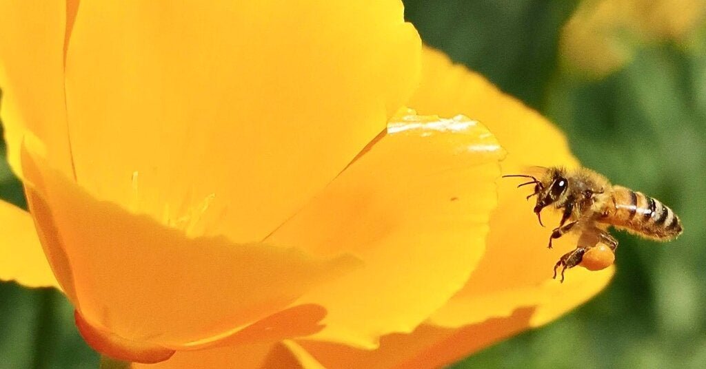 05bee-forum-facebookJumbo.jpg