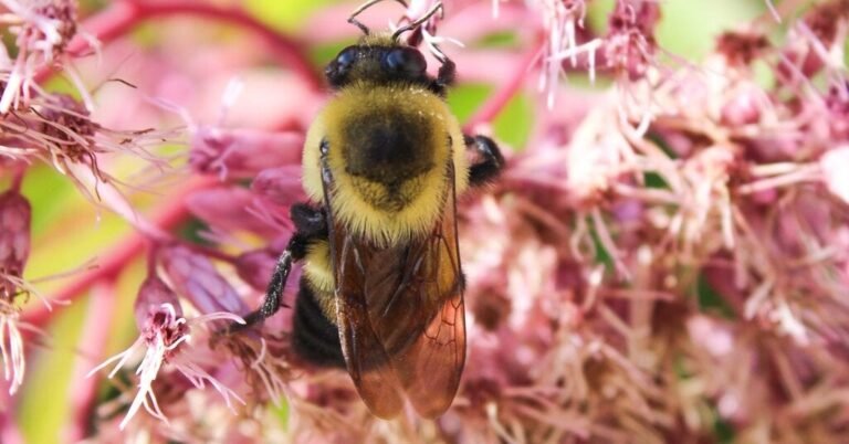 08bee-forum-facebookJumbo.jpg