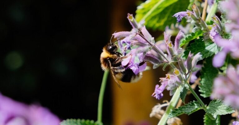 09bee-forum-facebookJumbo.jpg