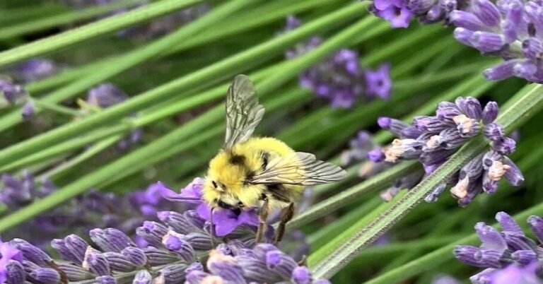 10bee-forum-facebookJumbo.jpg