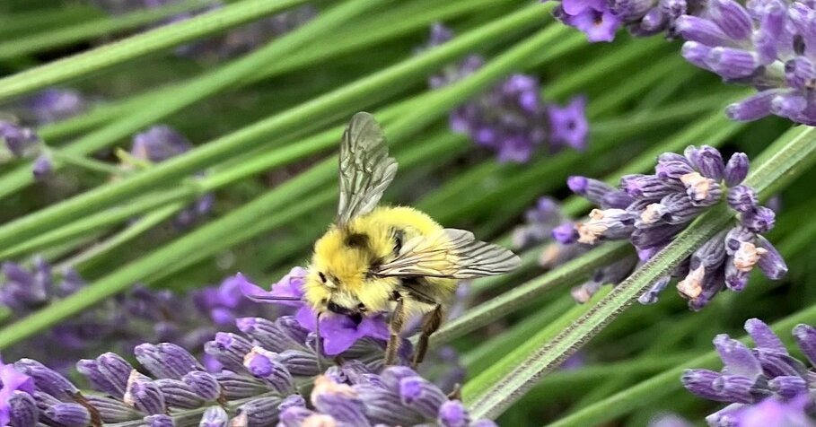 10bee-forum-facebookJumbo.jpg