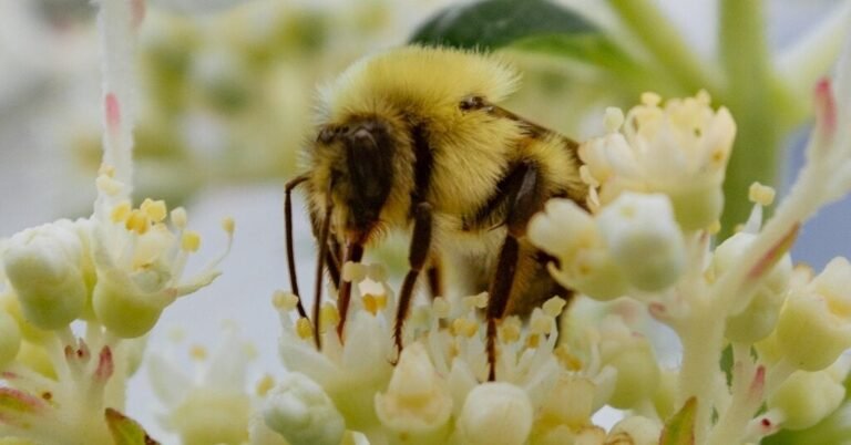 11bee-forum-facebookJumbo.jpg
