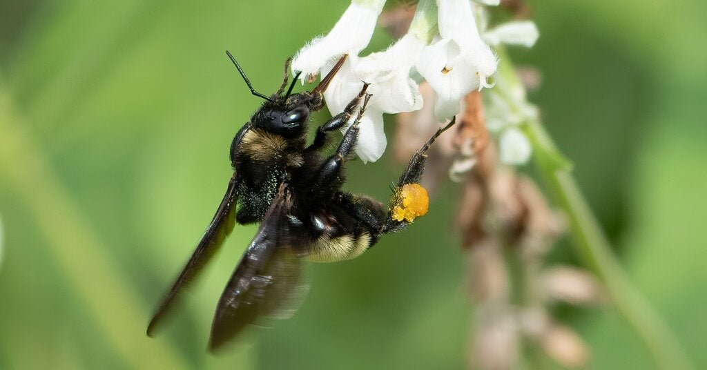 12bee-forum-facebookJumbo.jpg