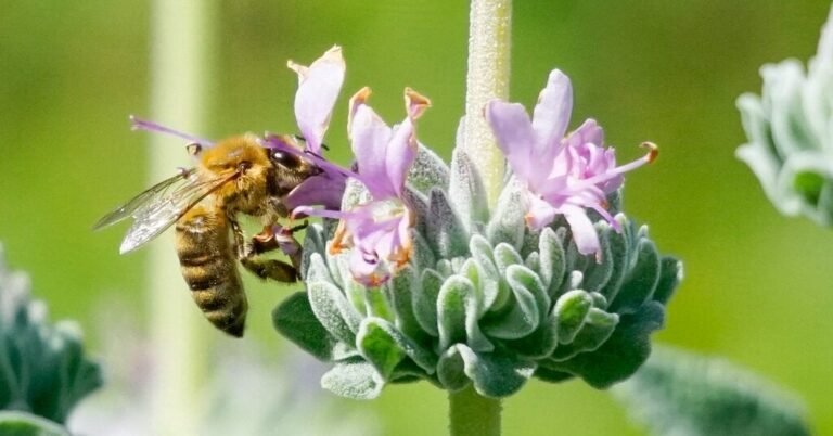 13bee-forum-facebookJumbo.jpg