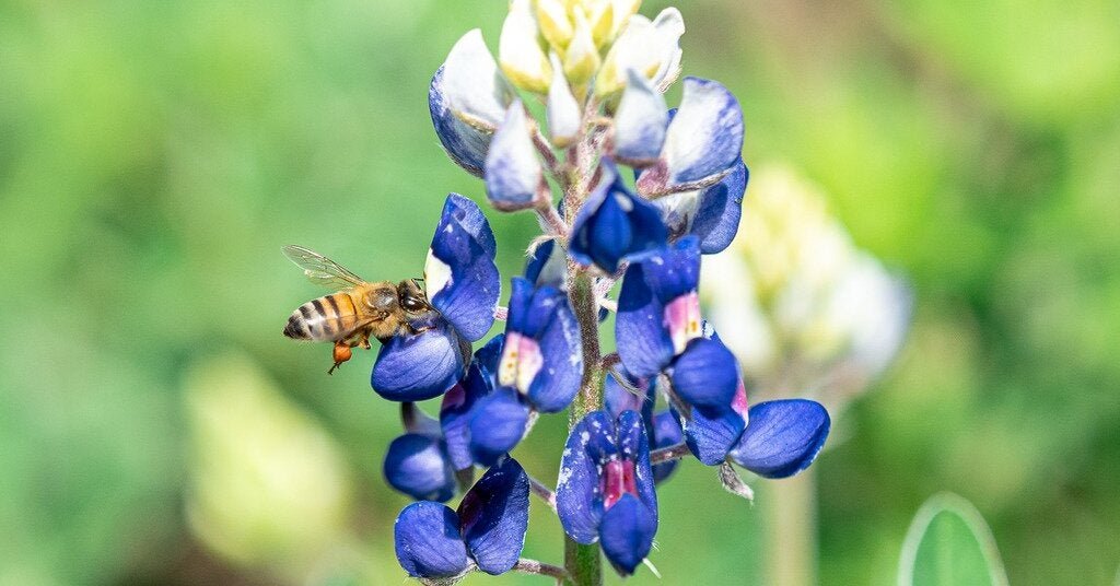 14bee-forum-facebookJumbo.jpg