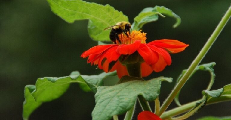 15bee-forum-facebookJumbo.jpg