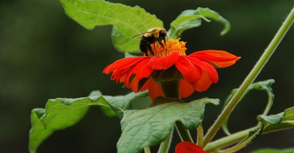 15bee-forum-facebookJumbo.jpg