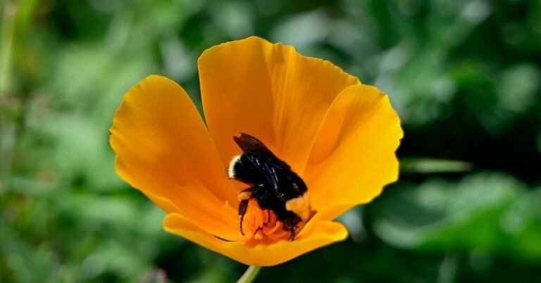 16bee-forum-facebookJumbo.jpg