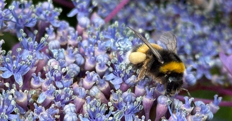 19bee-forum-facebookJumbo.jpg
