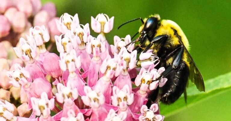 21bee-forum-facebookJumbo.jpg