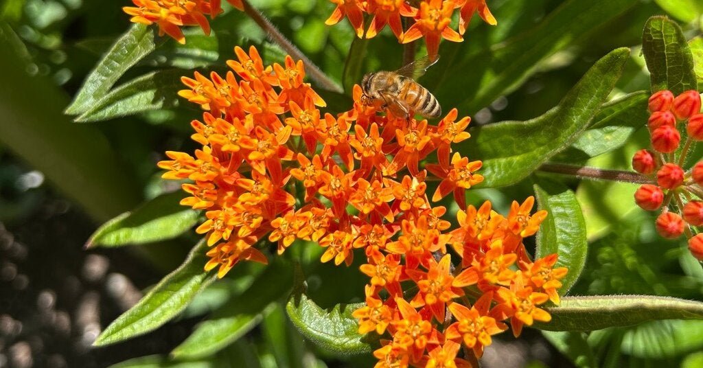 22bee-forum-facebookJumbo.jpg