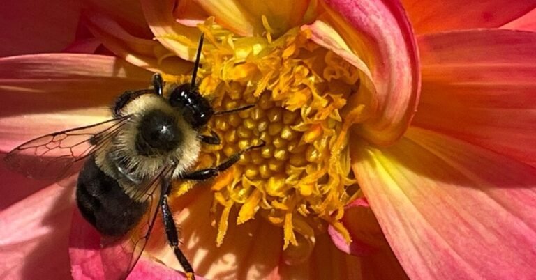 23bee-forum-facebookJumbo.jpg