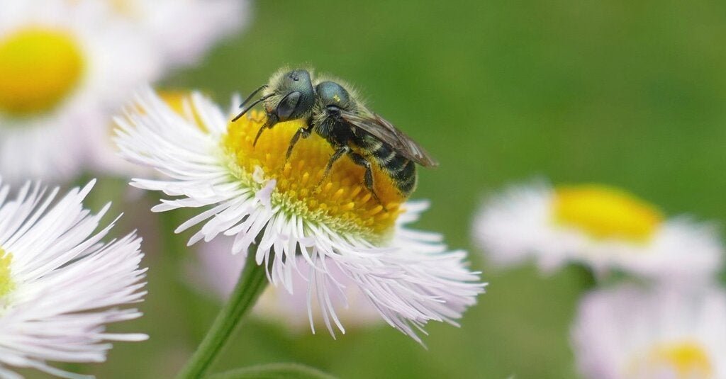 24bee-forum-facebookJumbo.jpg