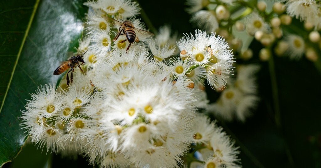 25bee-forum-facebookJumbo.jpg