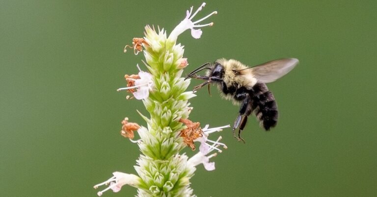 26bee-forum-facebookJumbo.jpg