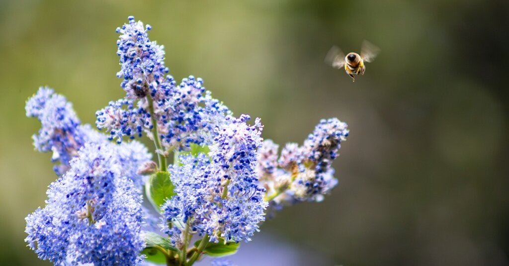 28bee-forum-facebookJumbo.jpg