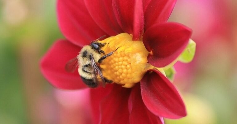 29bee-forum-facebookJumbo.jpg