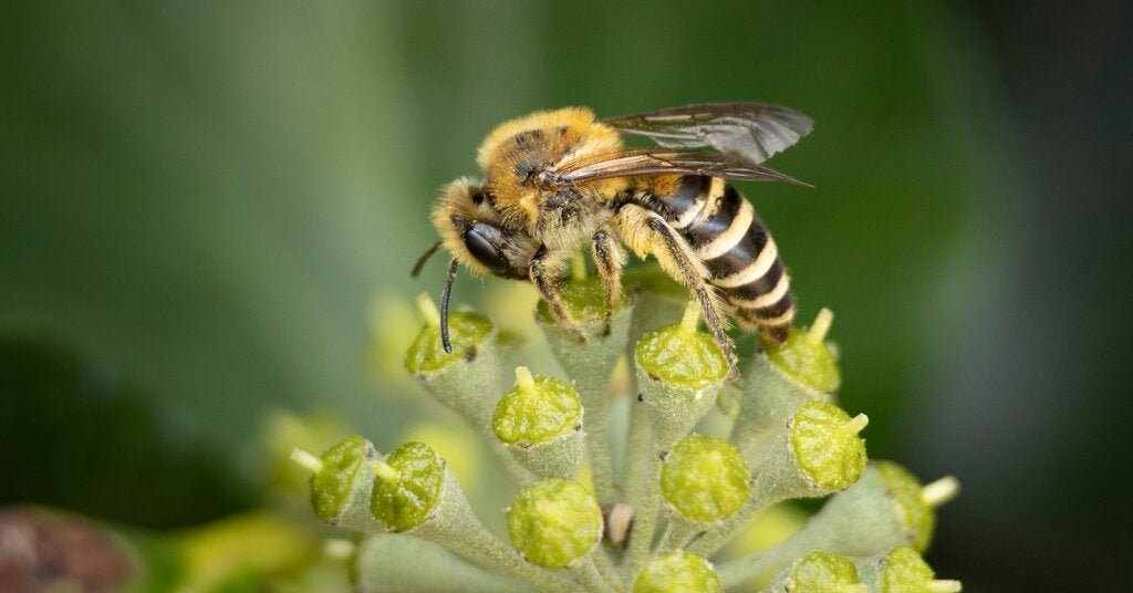30bee-forum-facebookJumbo.jpg