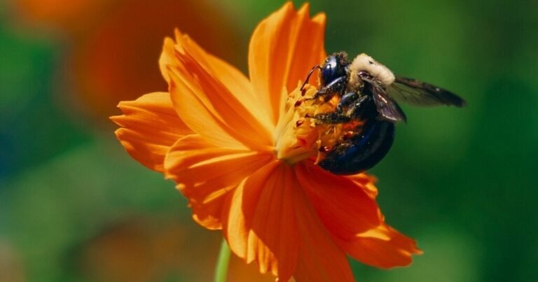 31bee-forum-facebookJumbo.jpg