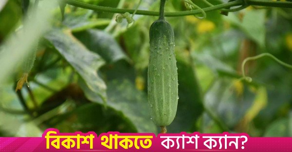 cucumber.jpg