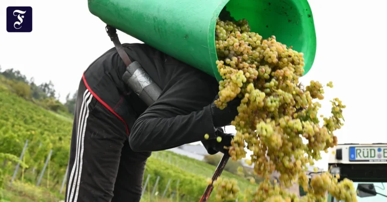 gibt-hoffentlich-guten-wein.webp.webp