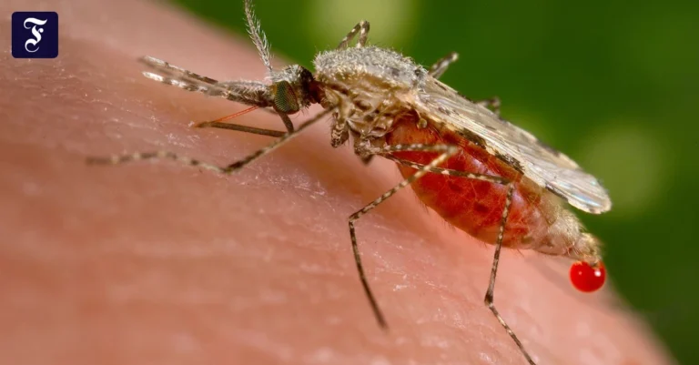 kann-malaria-uebertragen-eine.webp.webp