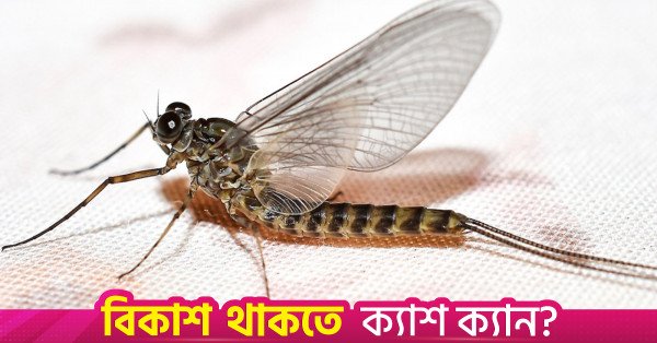 mayfly.jpg