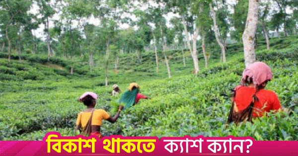 tea_garden.jpg